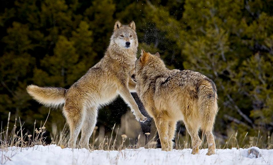 Tour ngắm loài sói xám độc đáo chỉ có ở vườn quốc gia Yellowstone - Forbes  Việt Nam